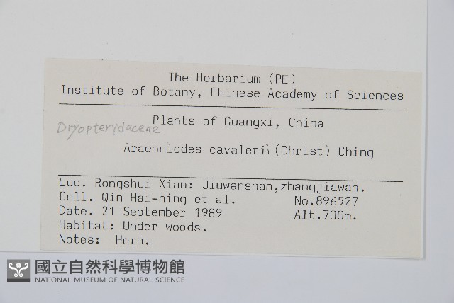 大片複葉耳蕨藏品圖，第5張