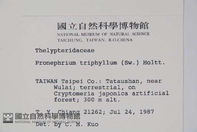 新月蕨藏品圖，第2張