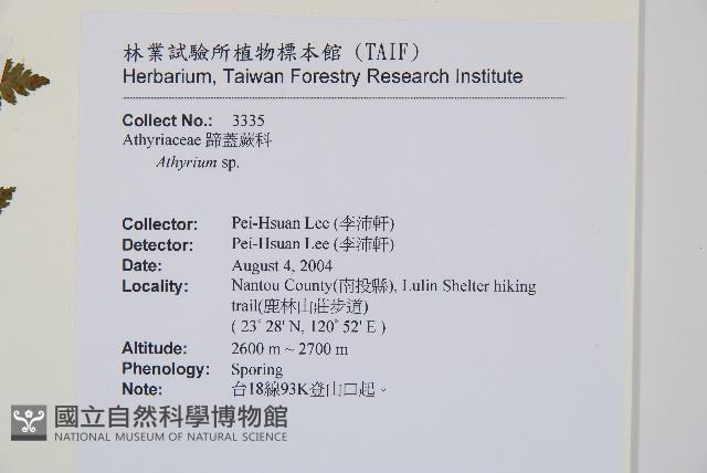 生芽蹄蓋蕨藏品圖，第2張