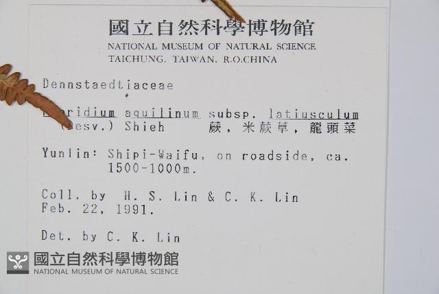 蕨藏品圖，第5張