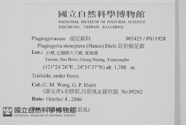 耳形瘤足蕨藏品圖，第2張