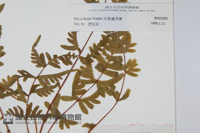 天草鳳尾蕨藏品圖，第2張