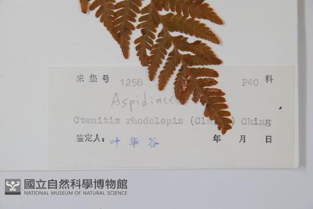 虹鱗肋毛蕨藏品圖，第2張