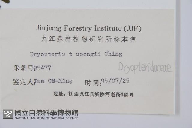 觀光鱗毛蕨藏品圖，第2張