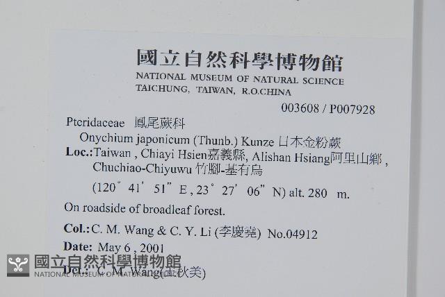 日本金粉蕨藏品圖，第2張