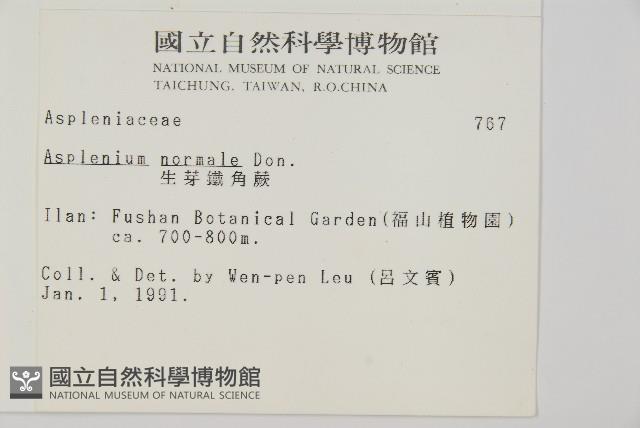 生芽鐵角蕨藏品圖，第2張