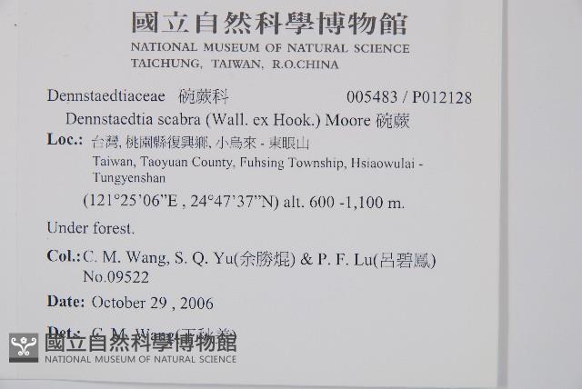 臺灣兩面複葉耳蕨藏品圖，第2張