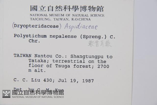 軟骨耳蕨藏品圖，第2張