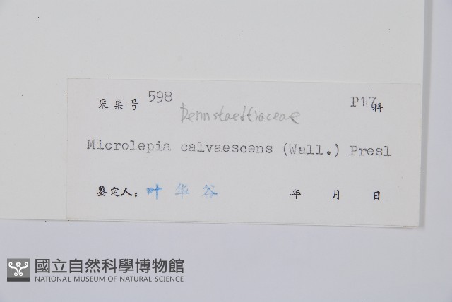 光葉鱗蓋蕨藏品圖，第2張