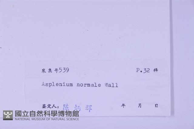 生芽鐵角蕨藏品圖，第2張