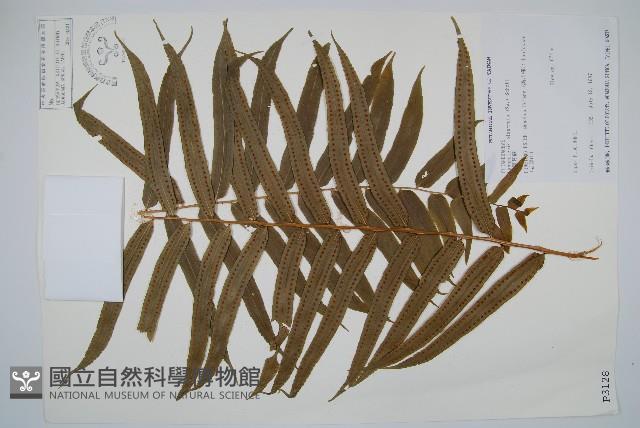 長葉腎蕨藏品圖，第1張