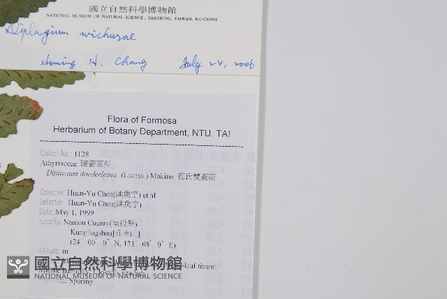 鋸齒雙蓋蕨、線葉雙蓋蕨、刺鱗雙蓋蕨藏品圖，第2張