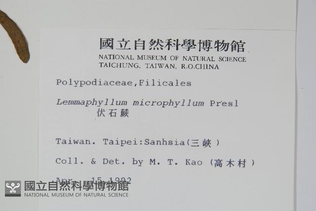 抱樹蕨、伏石蕨藏品圖，第2張