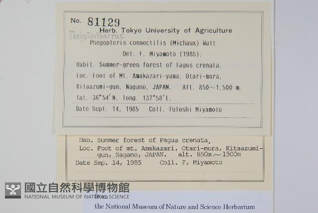 長柄假金星蕨、長柄卵果蕨藏品圖，第2張