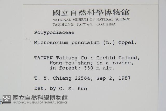 星蕨藏品圖，第2張