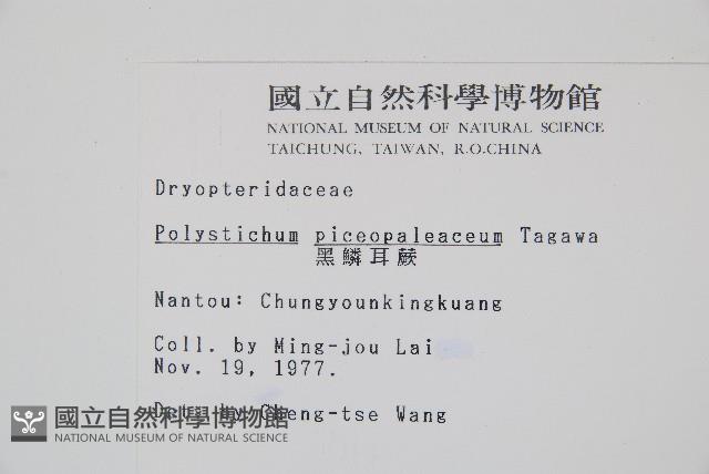 黑鱗耳蕨藏品圖，第2張