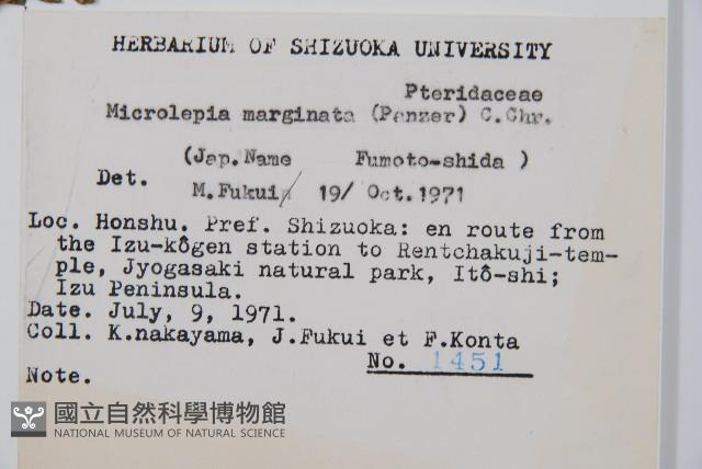 邊緣鱗蓋蕨藏品圖，第2張