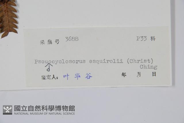 假毛蕨藏品圖，第2張