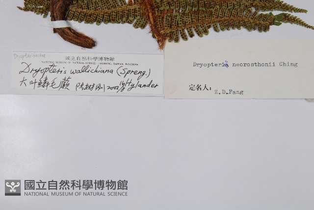 瓦氏鱗毛蕨藏品圖，第2張