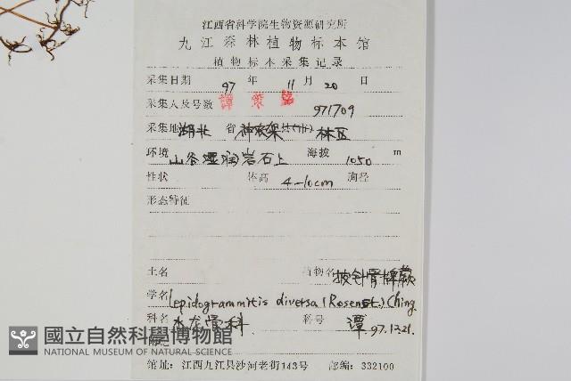 披針骨牌蕨藏品圖，第2張