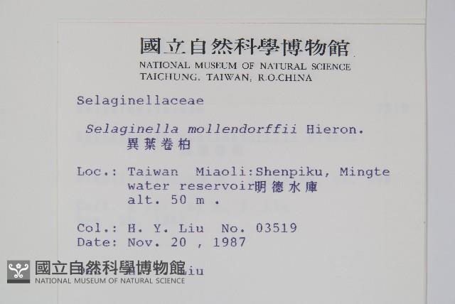 異葉卷柏藏品圖，第2張