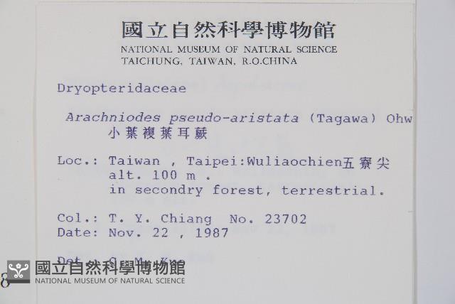 小葉複葉耳蕨藏品圖，第2張