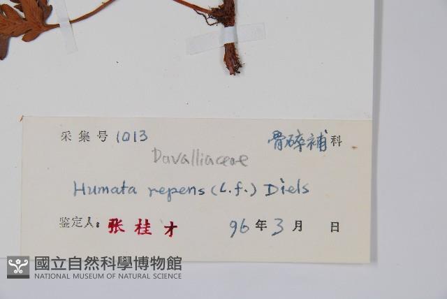 陰石蕨藏品圖，第2張