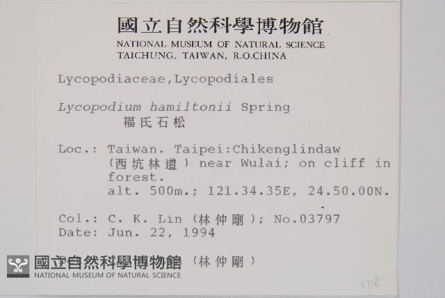 福氏石松藏品圖，第2張