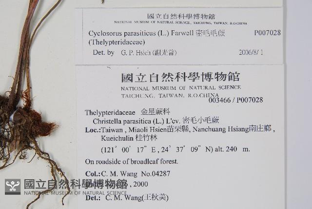 密毛毛蕨藏品圖，第2張