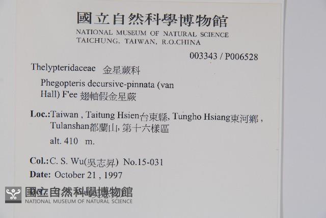 翅軸假金星蕨、短柄卵果蕨藏品圖，第2張