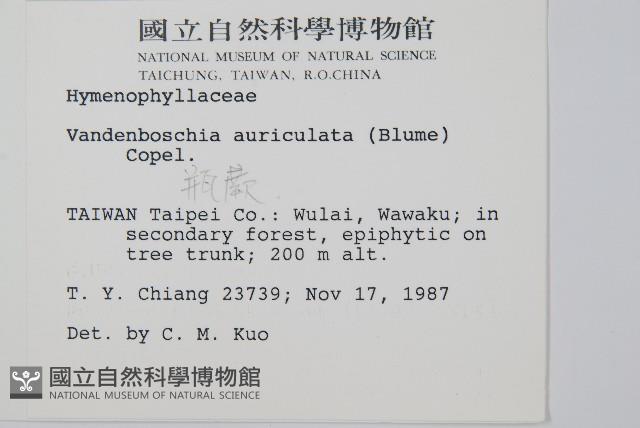 瓶蕨藏品圖，第2張