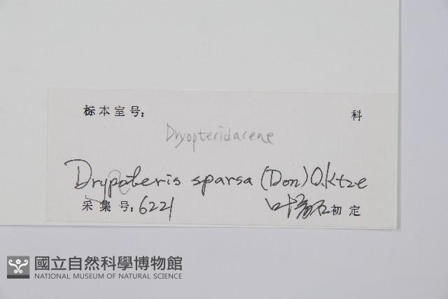 長葉鱗毛蕨藏品圖，第2張