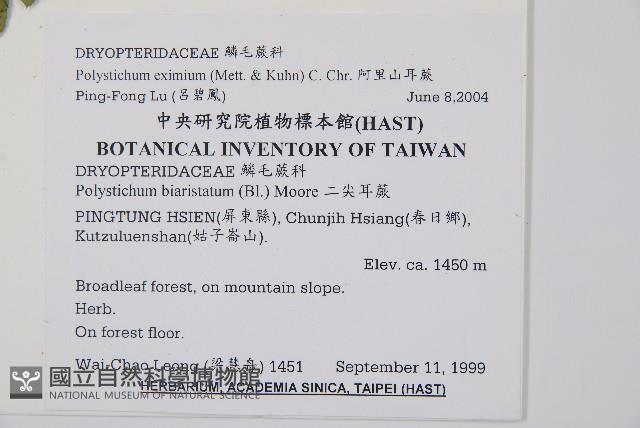 阿里山耳蕨藏品圖，第2張