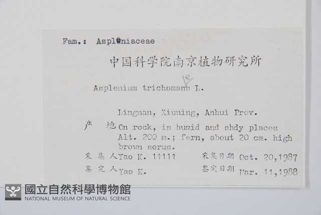 鐵角蕨藏品圖，第2張