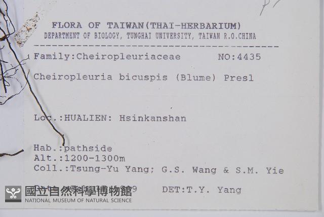 燕尾蕨藏品圖，第2張