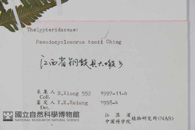 景烈假毛蕨藏品圖，第2張