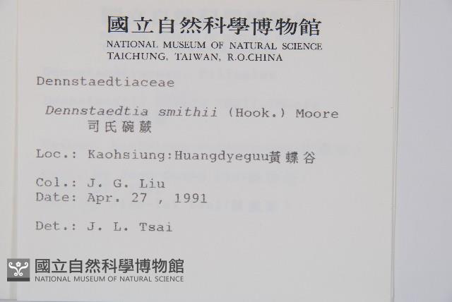 司氏碗蕨藏品圖，第2張