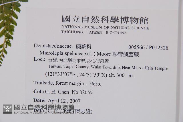 熱帶鱗蓋蕨藏品圖，第2張