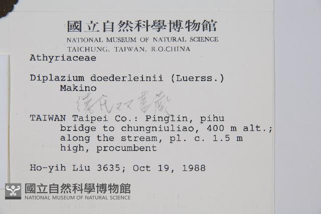 德氏雙蓋蕨藏品圖，第2張