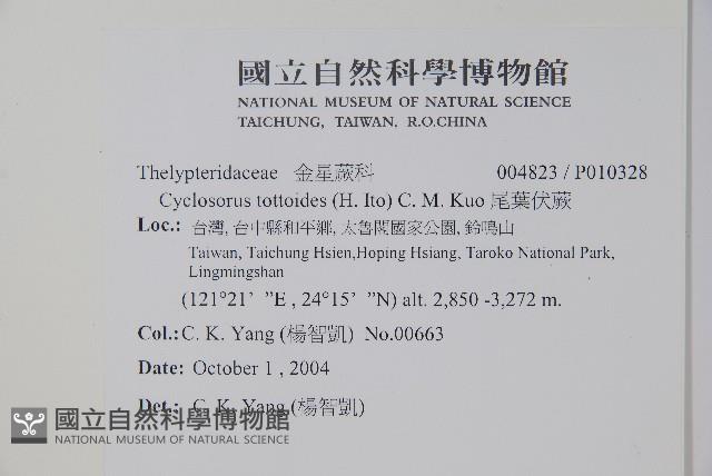 尾葉伏蕨藏品圖，第2張