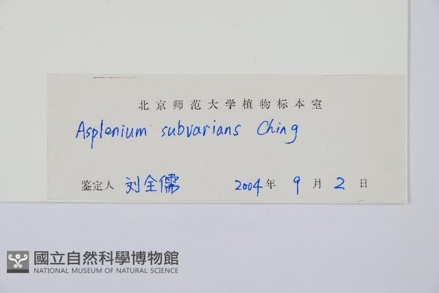 小鐵角蕨藏品圖，第2張