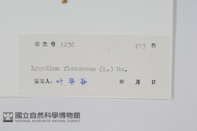 曲軸海金沙藏品圖，第2張