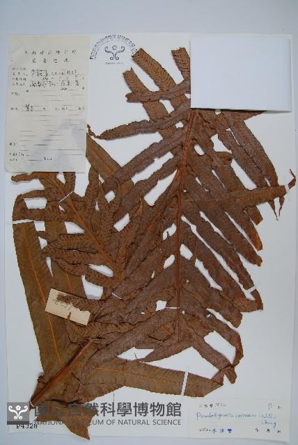 崖薑蕨藏品圖，第1張