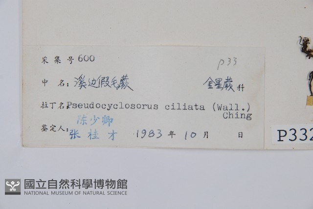 溪邊假毛蕨藏品圖，第2張