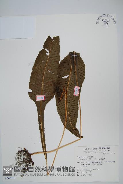 萊氏線蕨藏品圖，第1張