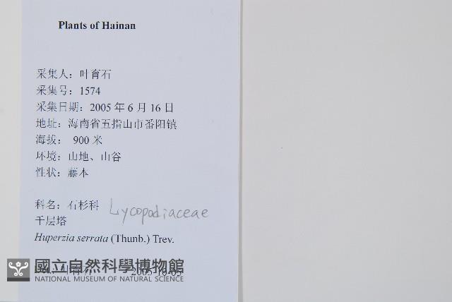 蛇足石杉、千層塔藏品圖，第2張