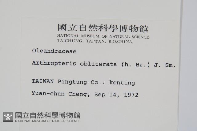 藤蕨藏品圖，第2張