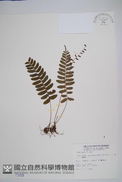 刺蕨藏品圖，第1張