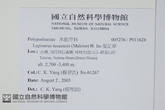 玉山瓦葦藏品圖，第2張