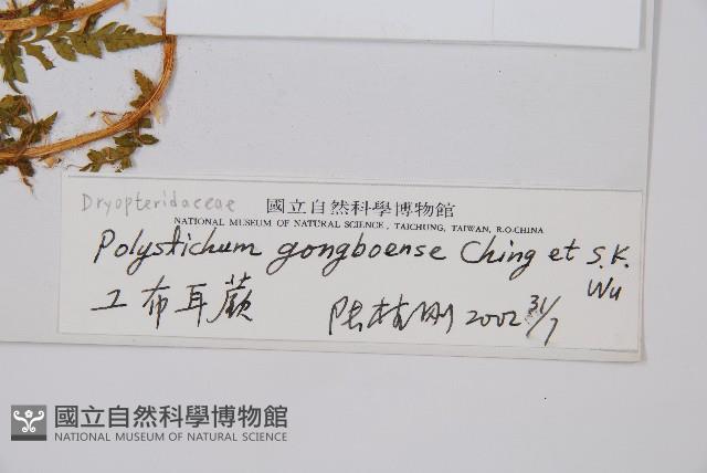 工布耳蕨藏品圖，第2張